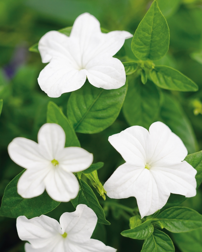 Endless&trade; 'Flirtation' - Browallia (Bush Violet) from Holmquest Farms