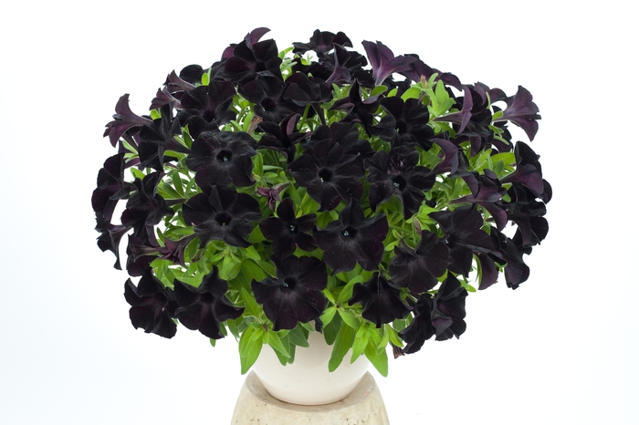'Black Ray' - Petunia from Holmquest Farms