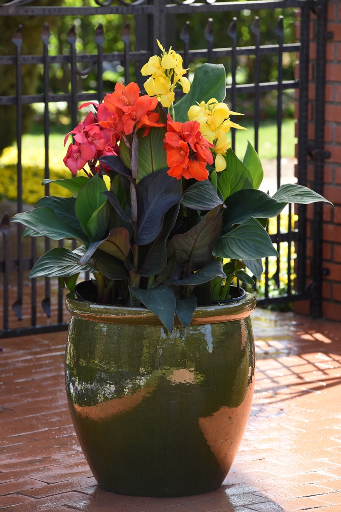 Cannova&reg; 'Bronze Orange' - Canna x generalis (Canna Lily) from Holmquest Farms