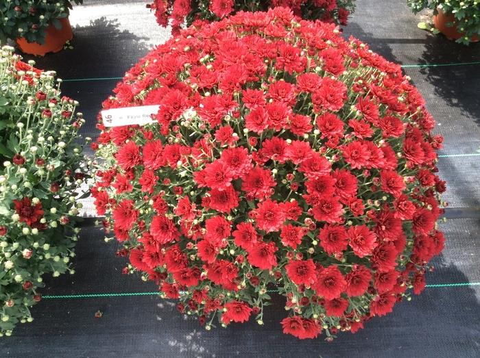  - Chrysanthemum x morifolium (Garden mum) from Holmquest Farms