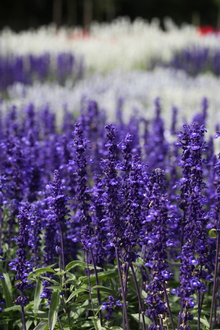 'Victoria Blue' Mealycup Sage - Salvia farinacea from Holmquest Farms
