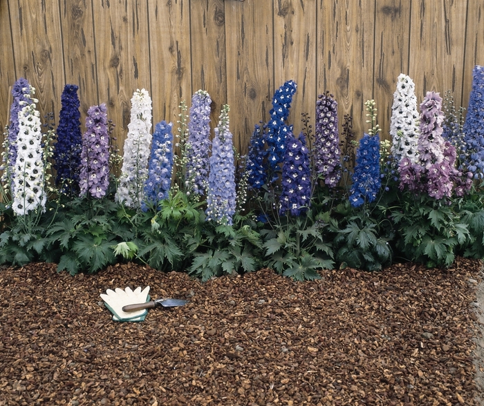 'Magic Fountain Mix' - Delphinium elatum from Holmquest Farms