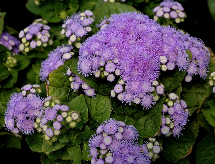 'Aloha Blue' Floss Flower - Ageratum houstonianum from Holmquest Farms