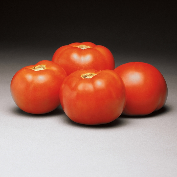 'Better Bush' Tomato - Lycopersicon esculentum from Holmquest Farms