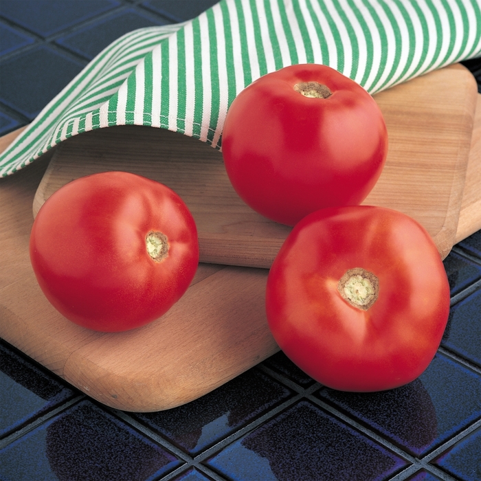 'Mountain Spring' Tomato - Lycopersicon esculentum from Holmquest Farms