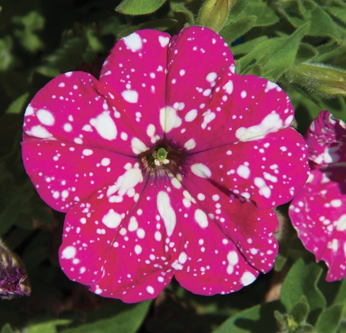 Headliner&trade; Pink Sky Improved - Petunia from Holmquest Farms