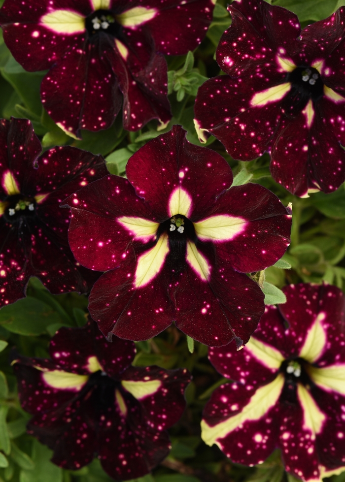 Headliner&trade; Starry Sky Burgundy - Petunia from Holmquest Farms