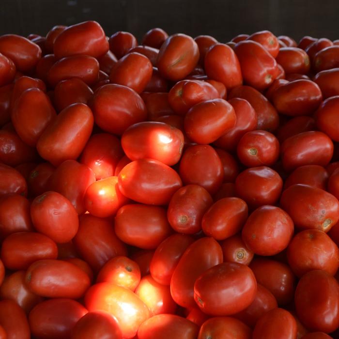 'Roma' Plum Tomato - Lycopersicon esculentum from Holmquest Farms