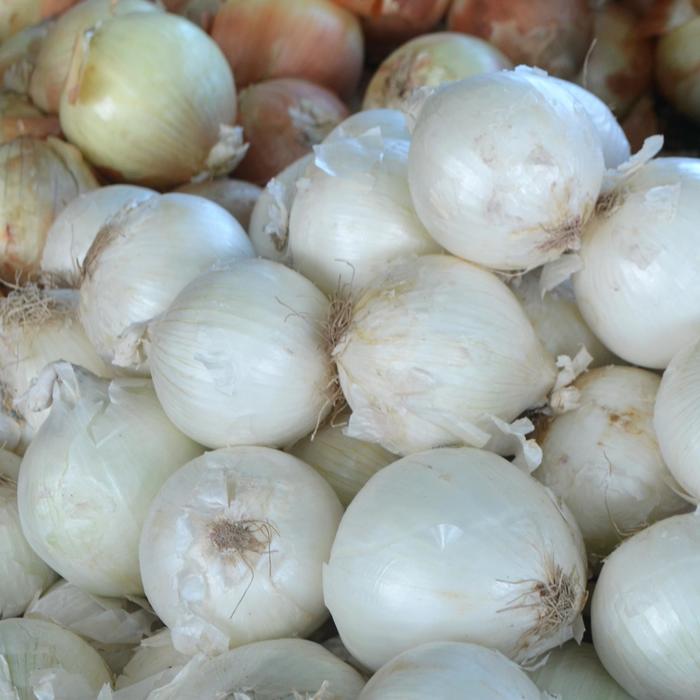 White Onion - Allium cepa from Holmquest Farms