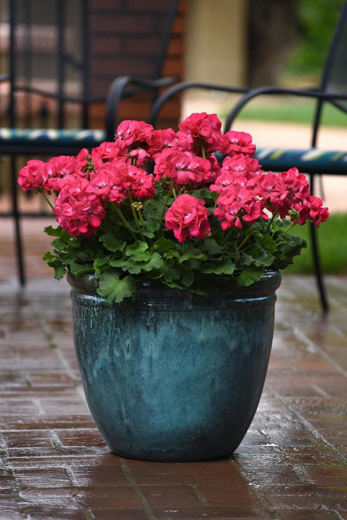 Galaxy&trade; 'Watermelon' - Pelargonium x hortorum (Zonal Geranium) from Holmquest Farms