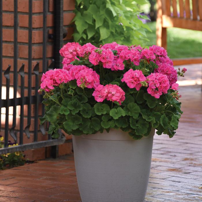 Galaxy&trade; 'Pink' - Pelargonium x hortorum (Zonal Geranium) from Holmquest Farms