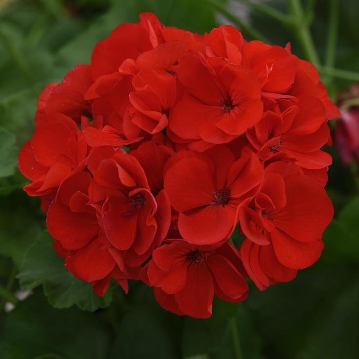 Galaxy&trade; 'Red' - Pelargonium x hortorum (Zonal Geranium) from Holmquest Farms