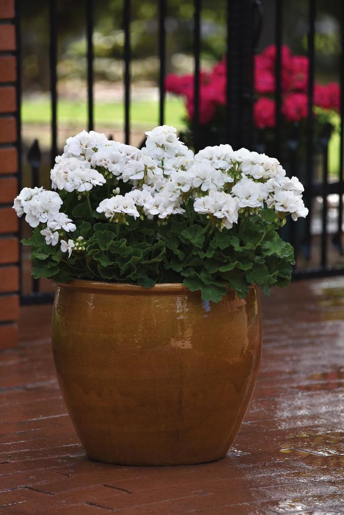 Galaxy&trade; 'White' - Pelargonium x hortorum (Zonal Geranium) from Holmquest Farms
