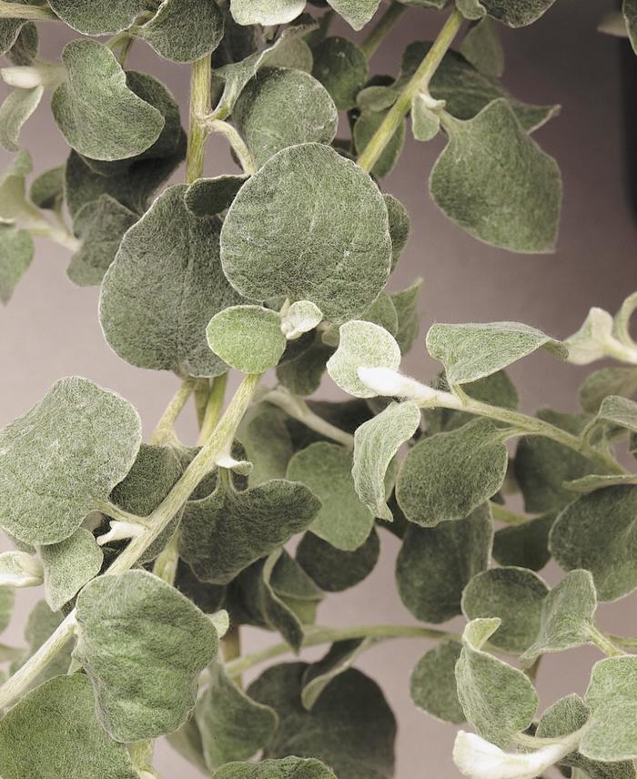 'Licorice' Licorice Plant - Helichrysum petiolare from Holmquest Farms