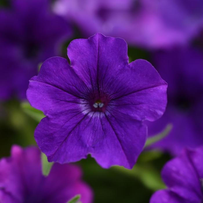 ColorRush&trade; Blue - Petunia from Holmquest Farms