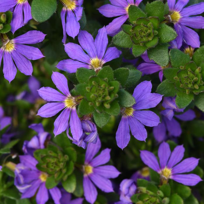 'Blue Brilliance' Fan Flower - Scaevola from Holmquest Farms