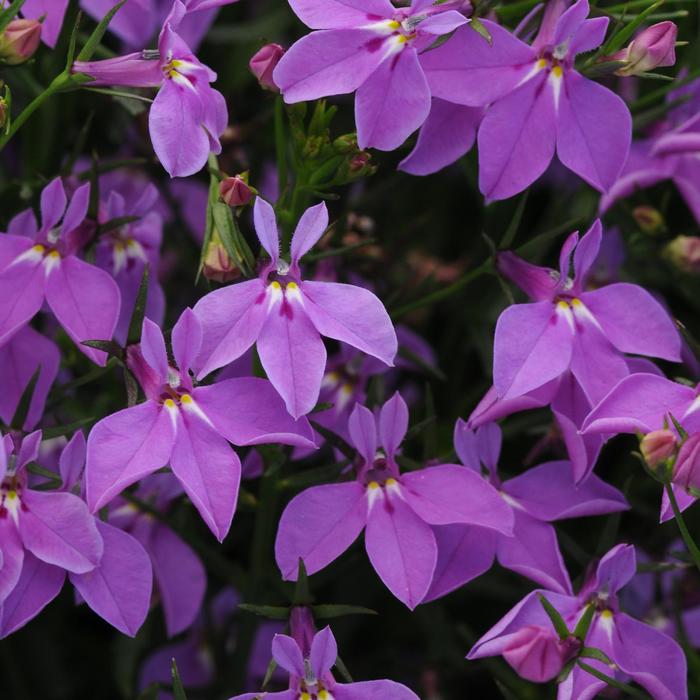 Magadi&trade; 'Compact Purple' - Lobelia erinus (Trailing Lobelia) from Holmquest Farms