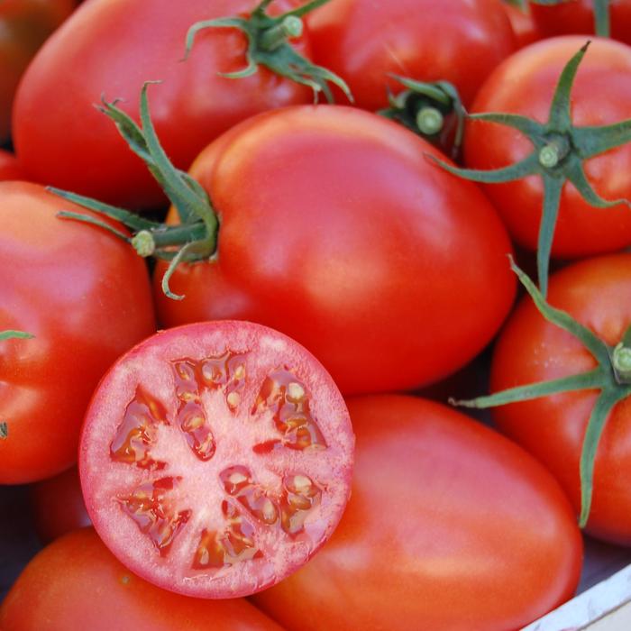 'Amish Paste' Tomato - Lycopersicon esculentum from Holmquest Farms