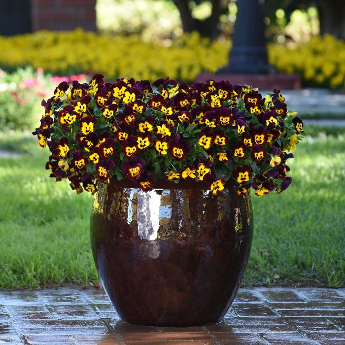 Cool Wave&reg; 'Fire' - Viola x wittrockiana (Pansy) from Holmquest Farms