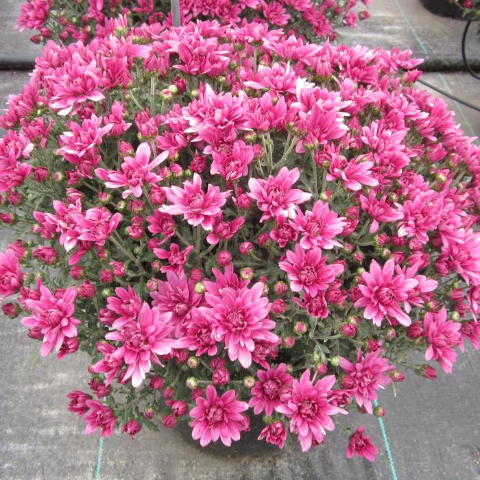 - Chrysanthemum x morifolium (Mum) from Holmquest Farms