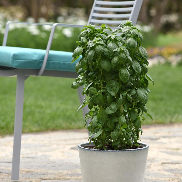 'Emerald Towers' Basil - Ocimum basilicum from Holmquest Farms