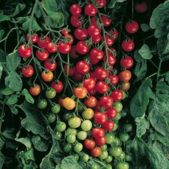 'Super Sweet 100' Tomato - Lycopersicon esculentum from Holmquest Farms