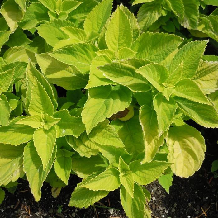 Main Street 'Chartres Street' - coleus from Holmquest Farms