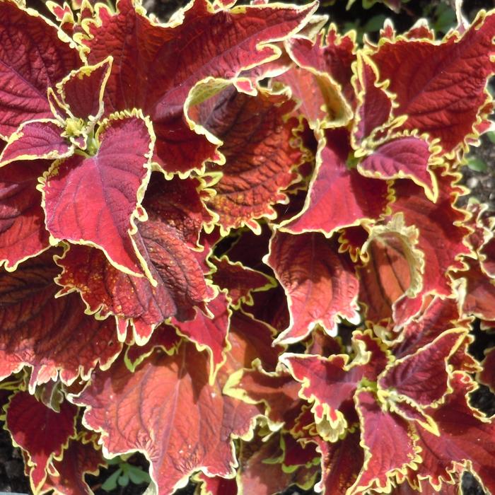 Stained Glassworks&trade; 'Crown Jewel' - coleus from Holmquest Farms