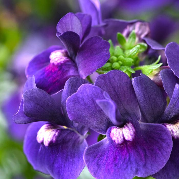 Escential&trade; 'Blackberry' - Nemesia from Holmquest Farms