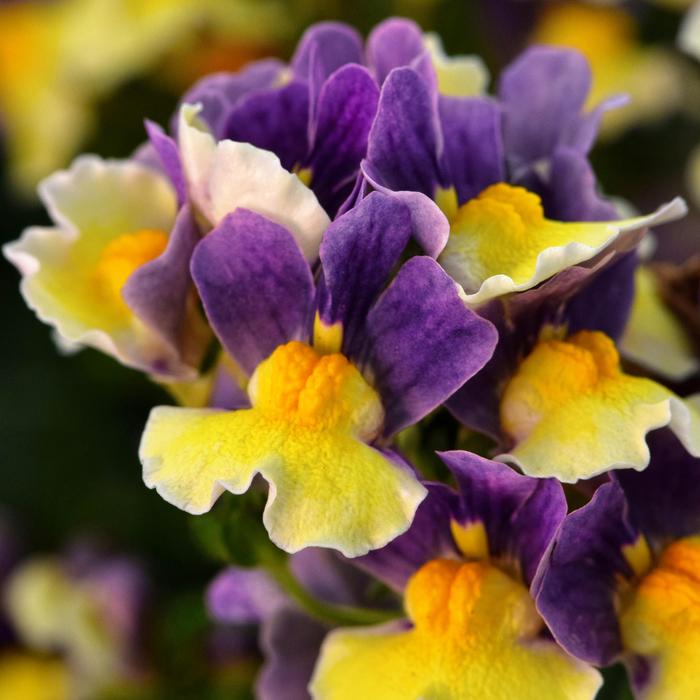 Escential&trade; 'Blueberry Custard' - Nemesia from Holmquest Farms
