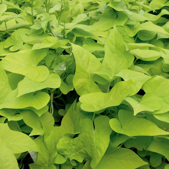 'Margarita' Ornamental Sweet Potato - Ipomoea batatas from Holmquest Farms