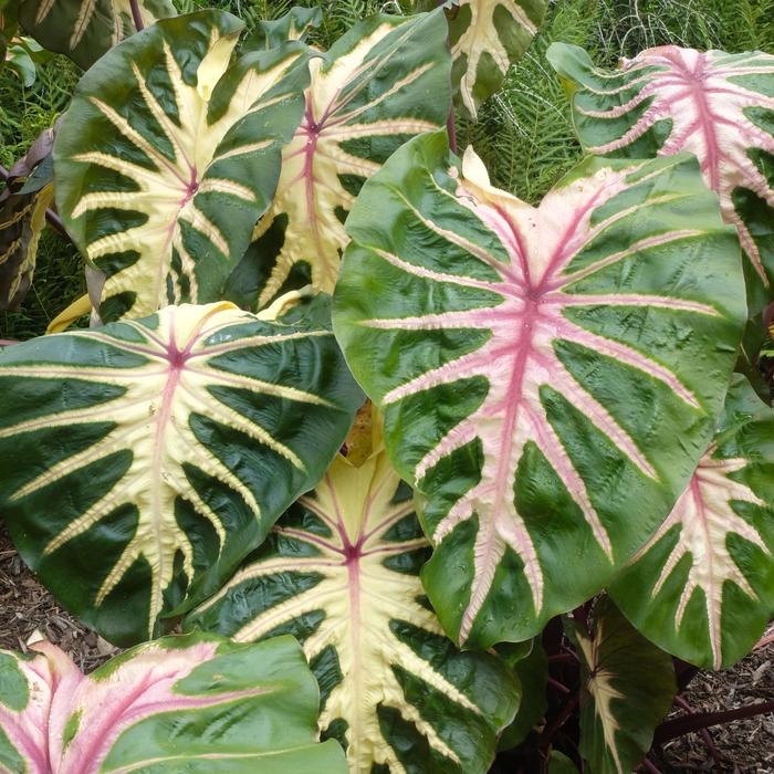 Royal Hawaiian&reg; 'Waikiki' - Colocasia esculenta (Elephant's Ear) from Holmquest Farms