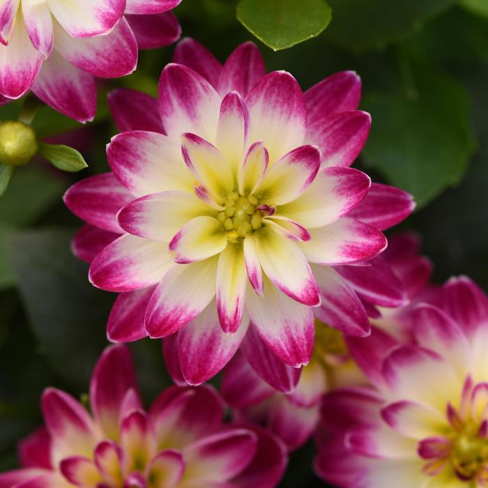 Dahlita&trade; 'Purple+White Eye' - Dahlia from Holmquest Farms