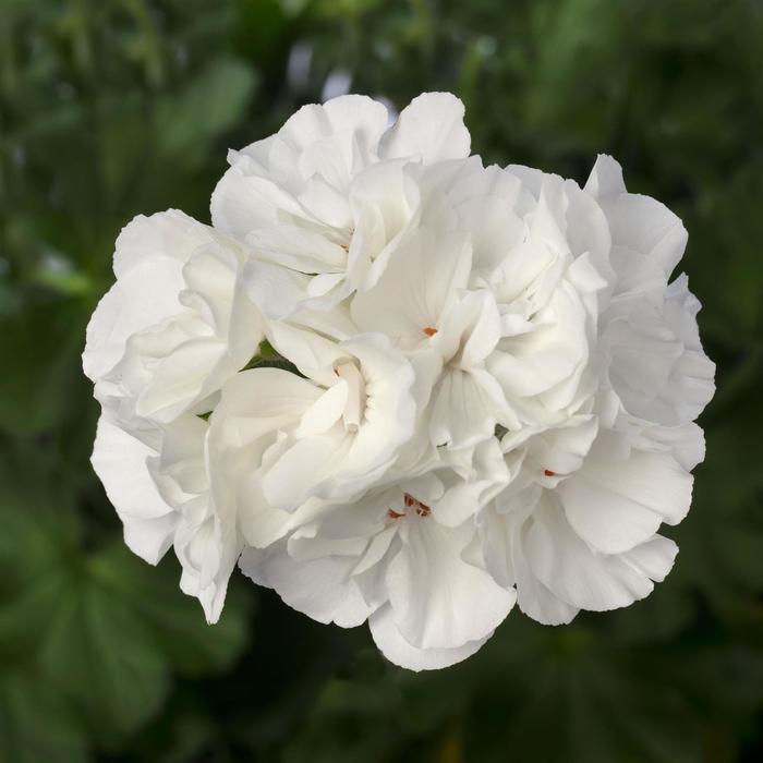 Interspecific Geranium - Pelargonium from Holmquest Farms