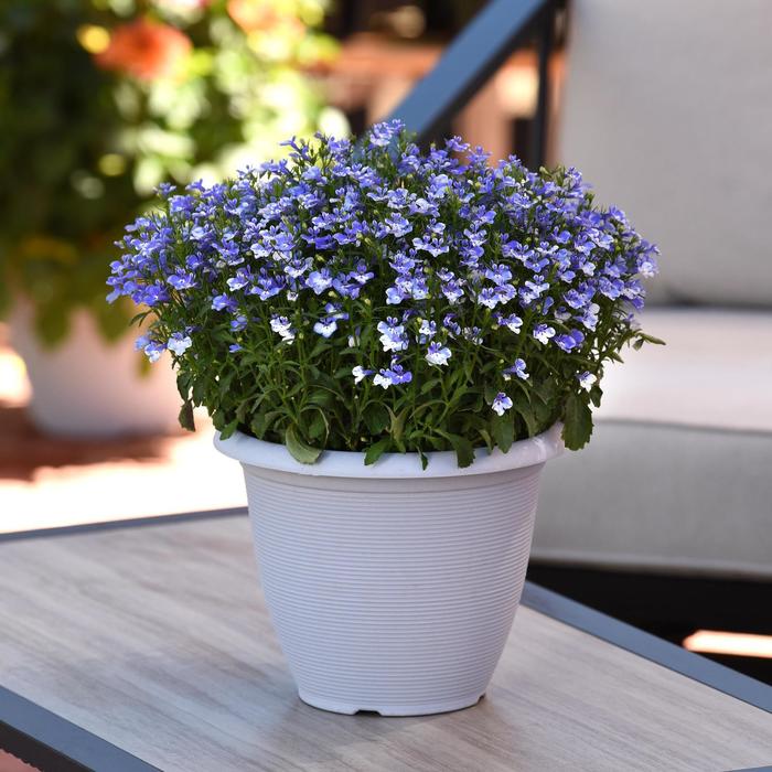Magadi&trade; 'Compact Blue Bay' - Lobelia erinus (Trailing Lobelia) from Holmquest Farms