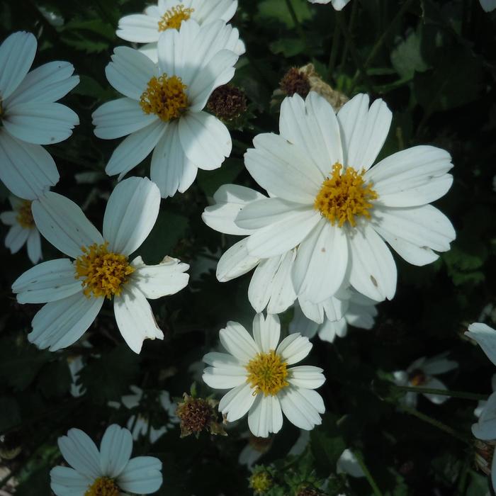 'White Delight&trade;' - Bidens ferulifolia from Holmquest Farms