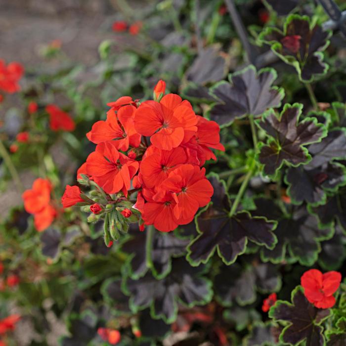 Tall Dark & Handsome&reg; 'Blood Orange' - Pelargonium (Geranium) from Holmquest Farms