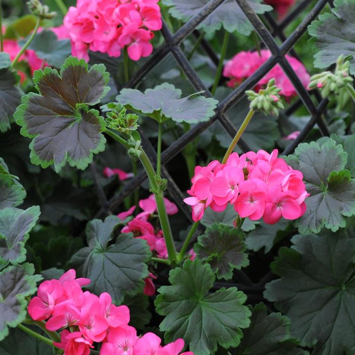 Tall Dark & Handsome&reg; 'Hot Pink' - Pelargonium (Geranium) from Holmquest Farms
