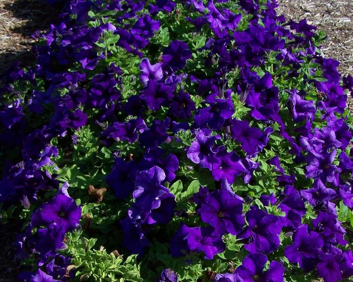 Surfinia&reg; 'Giant Blue' - Petunia from Holmquest Farms