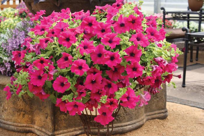 Surfinia&reg; 'Giant Purple' - Petunia from Holmquest Farms