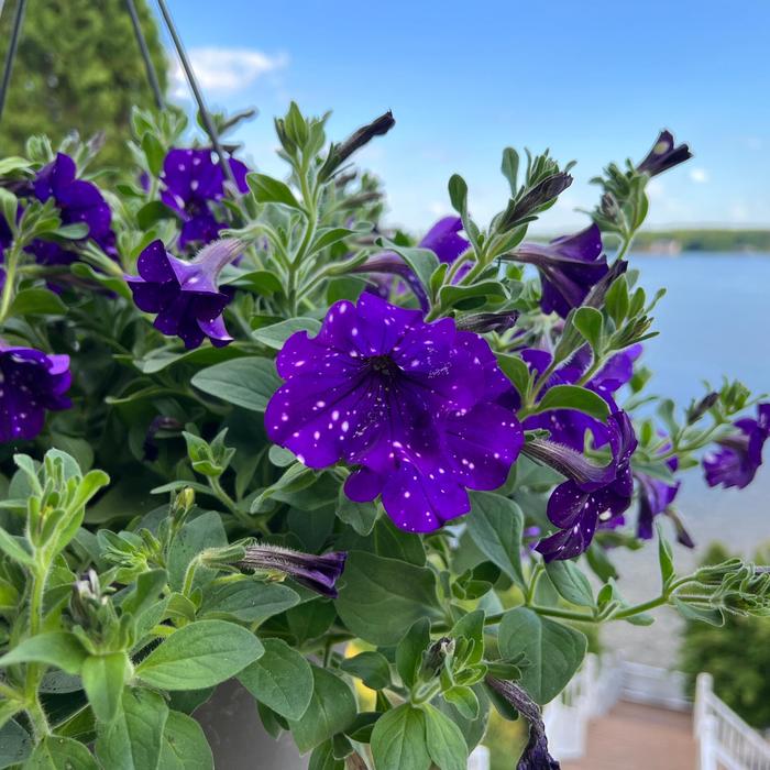 Headliner&trade; Night Sky - Petunia from Holmquest Farms