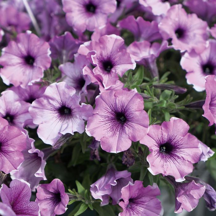 Headliner&trade; Lavender Picotee - Petunia from Holmquest Farms