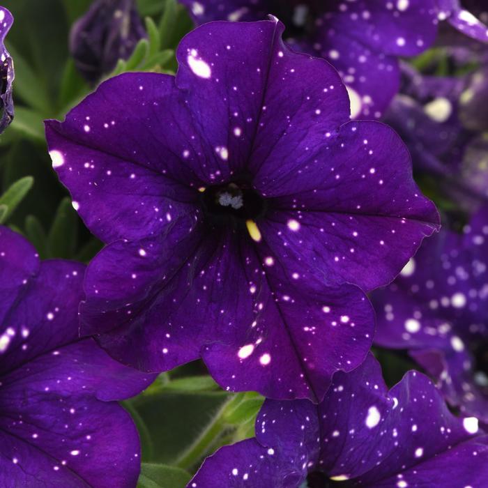 Headliner&trade; Violet Sky - Petunia from Holmquest Farms