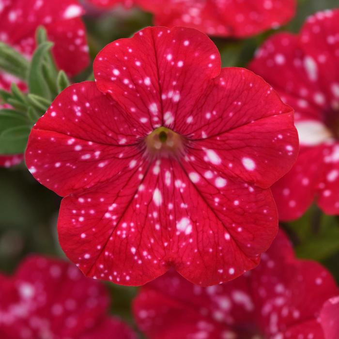 Headliner&trade; Strawberry Sky - Petunia from Holmquest Farms
