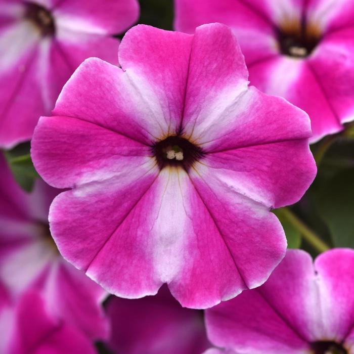 ColorRush&trade; Pink Star - Petunia from Holmquest Farms
