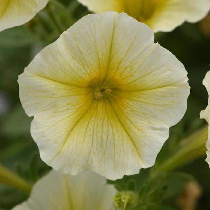 ColorRush&trade; Yellow - Petunia from Holmquest Farms