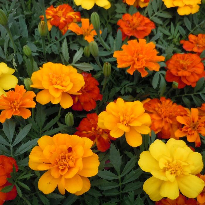 Bonanza Mix - Tagetes patula (French Marigold) from Holmquest Farms