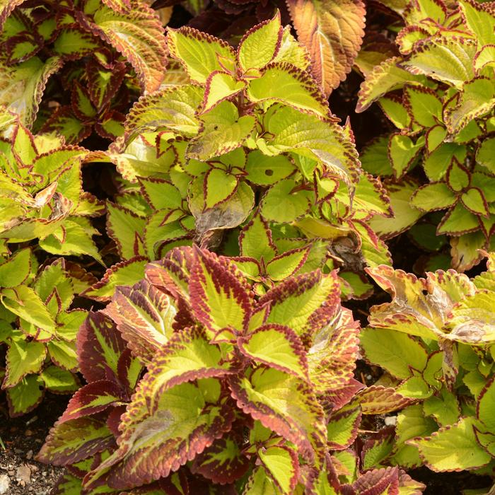 Stained Glassworks&trade; 'Velvet' - coleus from Holmquest Farms
