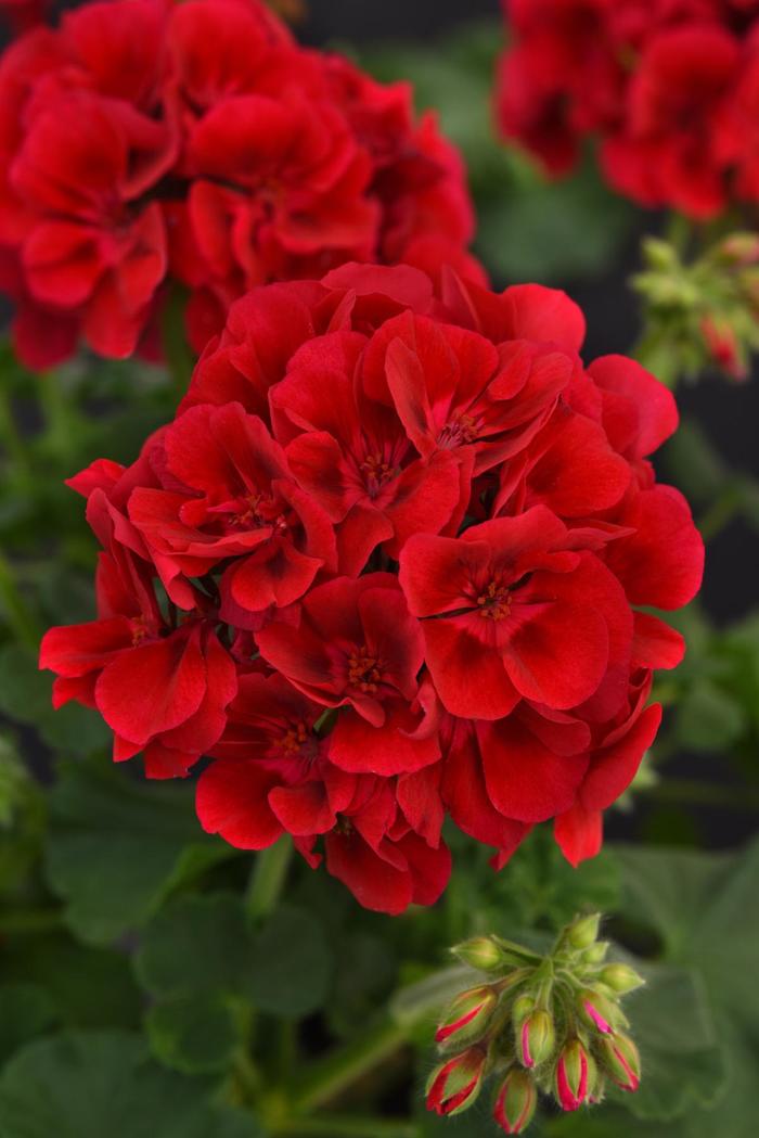 Galaxy&trade; Raspberry Sizzle - Pelargonium x hortorum (Zonal Geranium) from Holmquest Farms