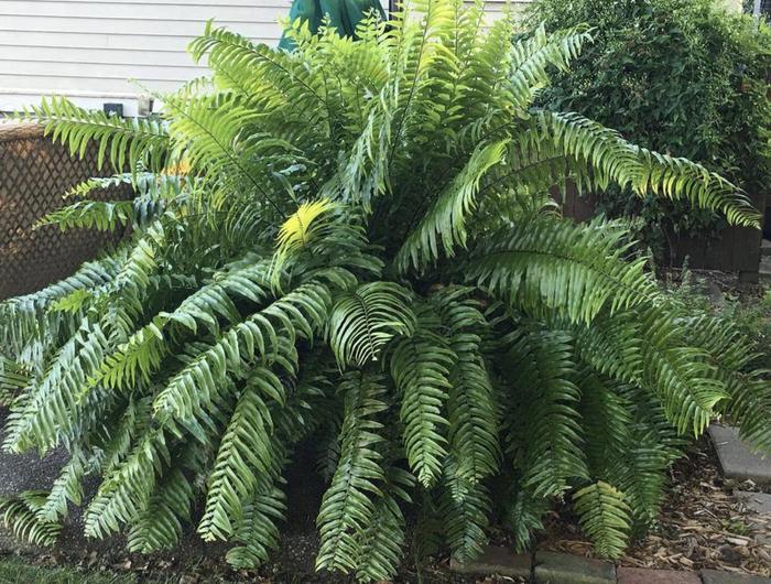 Macho Fern - Nephrolepis biserrata from Holmquest Farms